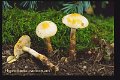 Hypholoma radicosum-amf985
